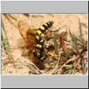 Banchus crefeldensis - Schlupfwespe 06a 13mm Sandgrube Niedringhaussee fdet02.jpg